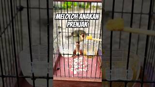 Download lagu Meloloh anakan prenjak agar cepat besar mp3