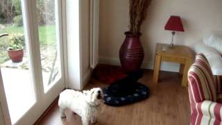 The Dogs Hate Otis Redding... Racists