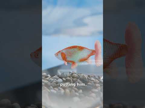 They Did Surgery On A Goldfish 😨