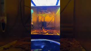 Download lagu Manfaat Daun Almond India untuk ikan cupang di akuarium bergaya botani #bettafish #aquariums mp3