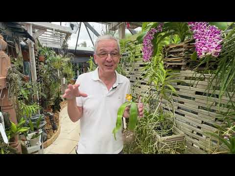 Phalaenopsis venosa care