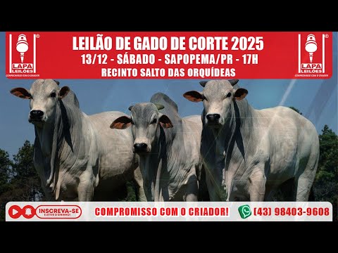 LAPA LEILÕES - LEILÃO GADO DE CORTE - SÁBADO - 13/12/2025 - 17h - SAPOPEMA/PR