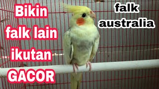 Download lagu Suara burung falk australia gacor // parkit australia gacor mp3 Download lagu Suara burung falk australia gacor // parkit australia gacor mp3