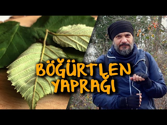 Video Pronunciation of böğürtlen in Turkish