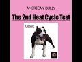 American Bully | The 2nd Heat Cycle Actual Test