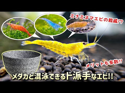 エビを水槽で飼う