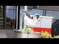 Trash Picking Seagull After McDonalds