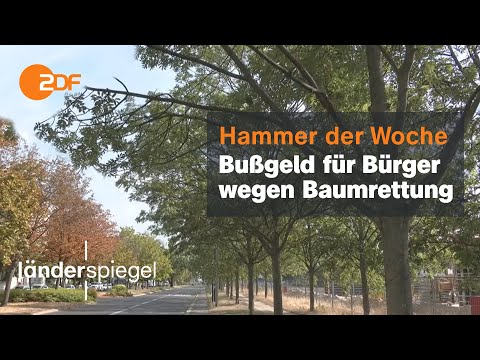 26 Eschen sollen Gehweg weichen | Hammer der Woche vom 27.08.22 | ZDF