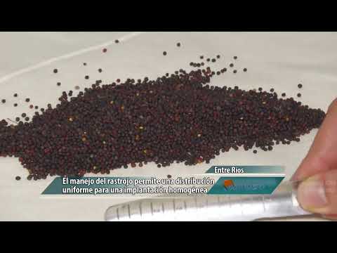 Colza: una alternativa estratégica