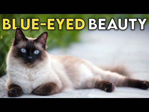Siamese Cat 101 - Learn ALL About Them!