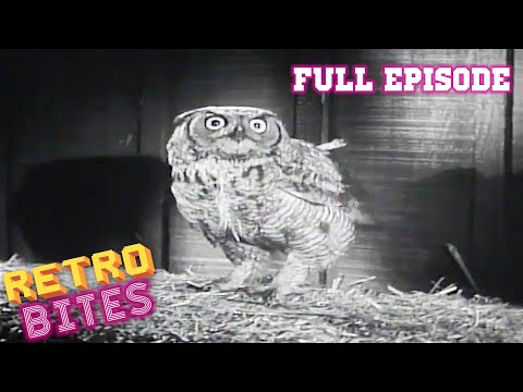 The Owl | Lassie | Full Episodes | Old Cartoons | Old Cartoons
