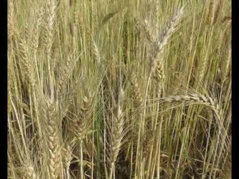 ফরিদপুরে নতুন জাতের গম চাষে সফলতা