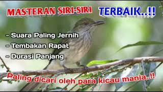 Download lagu Masteran Siri-siri Suara Paling Jernih Durasi Panjang mp3