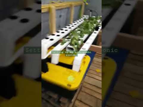 Tour of my hydroponics, June 16, 2022