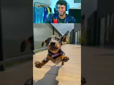 animaizinhos fofinhos