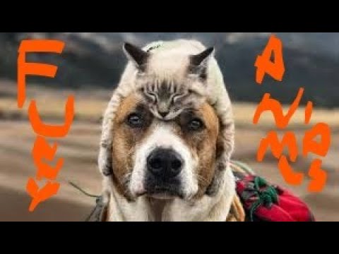 DOGS AND CATS LIVING PEACE IN THE SAME HOUSE funny animals