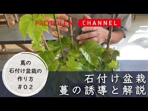 [How to Make a Rock-Mounted Ivy Bonsai #02] Guiding and Explanation of Ivy - To Thicken the Roots...