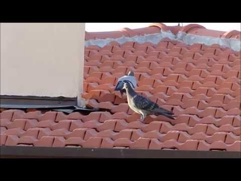 Video test Kodak PIXPRO FZ152