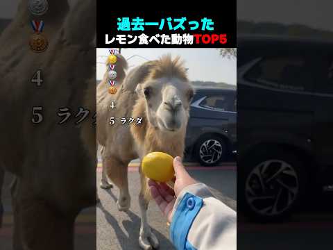 過去一バズった ! ? レモン食べた動物 TOP5