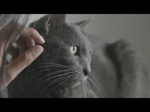 Sova Animal Hospital - What to Expect: Surgery