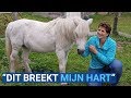 Hoogbejaarde pony waarschijnlijk misbruikt