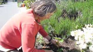 preview picture of video 'Bainbridge Island City Hall Public Produce'