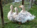 BUFF SEBASTOPOL GEESE AND WHITE CURLY BREASTED FROM CHESHIRE POULTRY UK