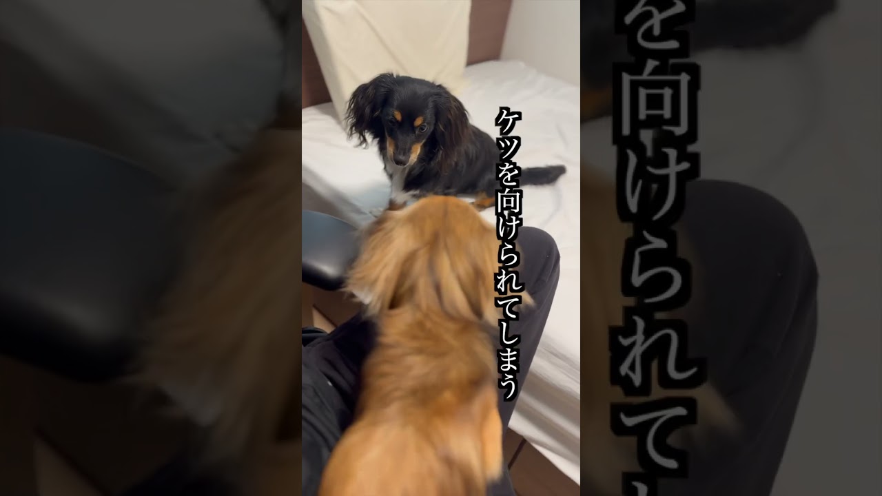 全く誘いに乗らない兄にキレる犬