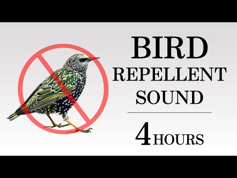 Ultrasonic Bird Repellent Sound | Keep Pigeons, Crows, Starlings Away | 4 Hours