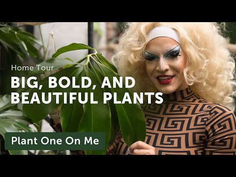 HOUSEPLANT HOME TOUR with MissLeidy The Plant Lady — Ep 248