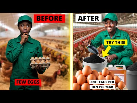 My Hens Laid MORE EGGS After This 2-Ingredient Supplement | Natural Egg Production Booster