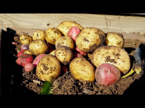 How to Grow Lots of Potatoes with Bountiful Harvest | Aloo Video