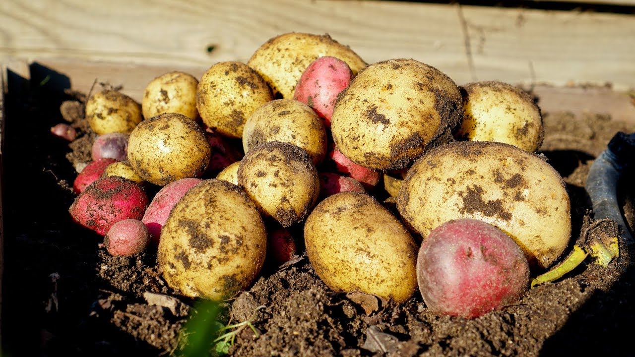 How to Grow Lots of Potatoes with Bountiful Harvest | Aloo