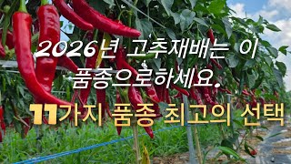 2026년 고추농사준비 최고의 품종은? 11가지 품종 소개