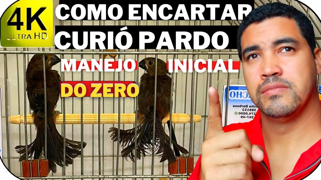 como encartar curio pardo |  manejo do zero,revelado.