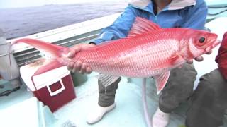 【いつでも釣り気分！】#170 手軽に深場釣りを楽しもう　ライト深場で高級五目