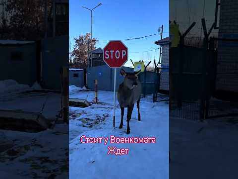 Странный олень у военкомата! кого ждёт?