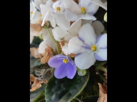 , title : '"Sporting" in African Violet: Different coloured flowers on same plant.'