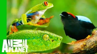 Impressive Creatures From The Costa Rican Jungle by Animal Planet