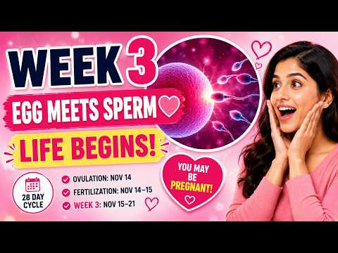 Week 3 Pregnancy Care & Baby Development | Egg Meets Sperm