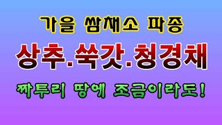 [텃밭농부 2,058]  가을 쌈채소 상추. 쑥갓. 청경채 파종하는 방법 #상추재배 #쑥갓재배 #청경채재배