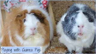 How to Play with your Guinea Pigs & Boredom Breakers