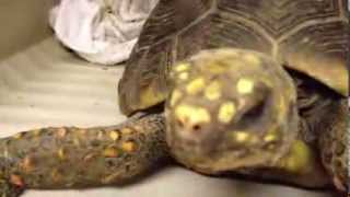 preview picture of video 'James Askew presents Gravid red foot tortoise in for workup and exam. Sorry no rads.'