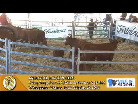 13-10-17 Venta de Vientres Angus M.A.S. y P.C. - Angus del Sur Cordobés - Vicuña Maquena