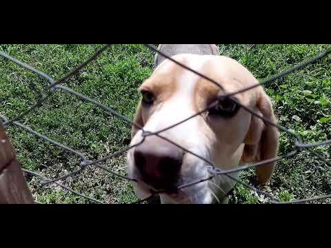 Maco Vanatorii Mici 2 GR  26.07.2020