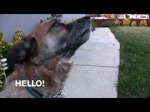 Edison, the talking dog! :)