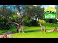 Kilimanjaro Safaris Animal Kingdom 2022 Full Ride Experience Walt Disney World
