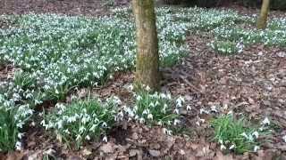 preview picture of video 'Snowdrops Snowdrops By Perth Perthshire Scotland'