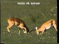 Trailer Til Hugo På Safari