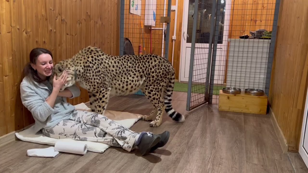 Чего может испугаться гепард? Красивая, ласковая и пугливая Герда